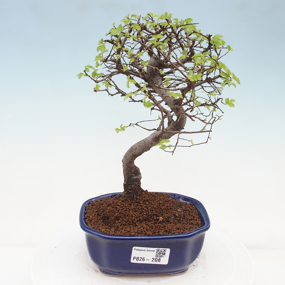 Pokojová bonsai - Ulmus parvifolia - Malolistý jilm