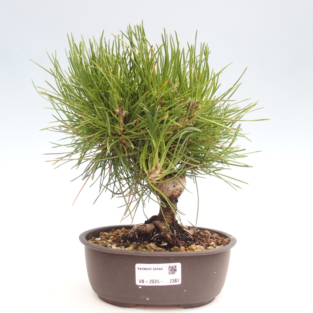 Venkovní bonsai - Pinus thunbergii - Borovice thunbergova
