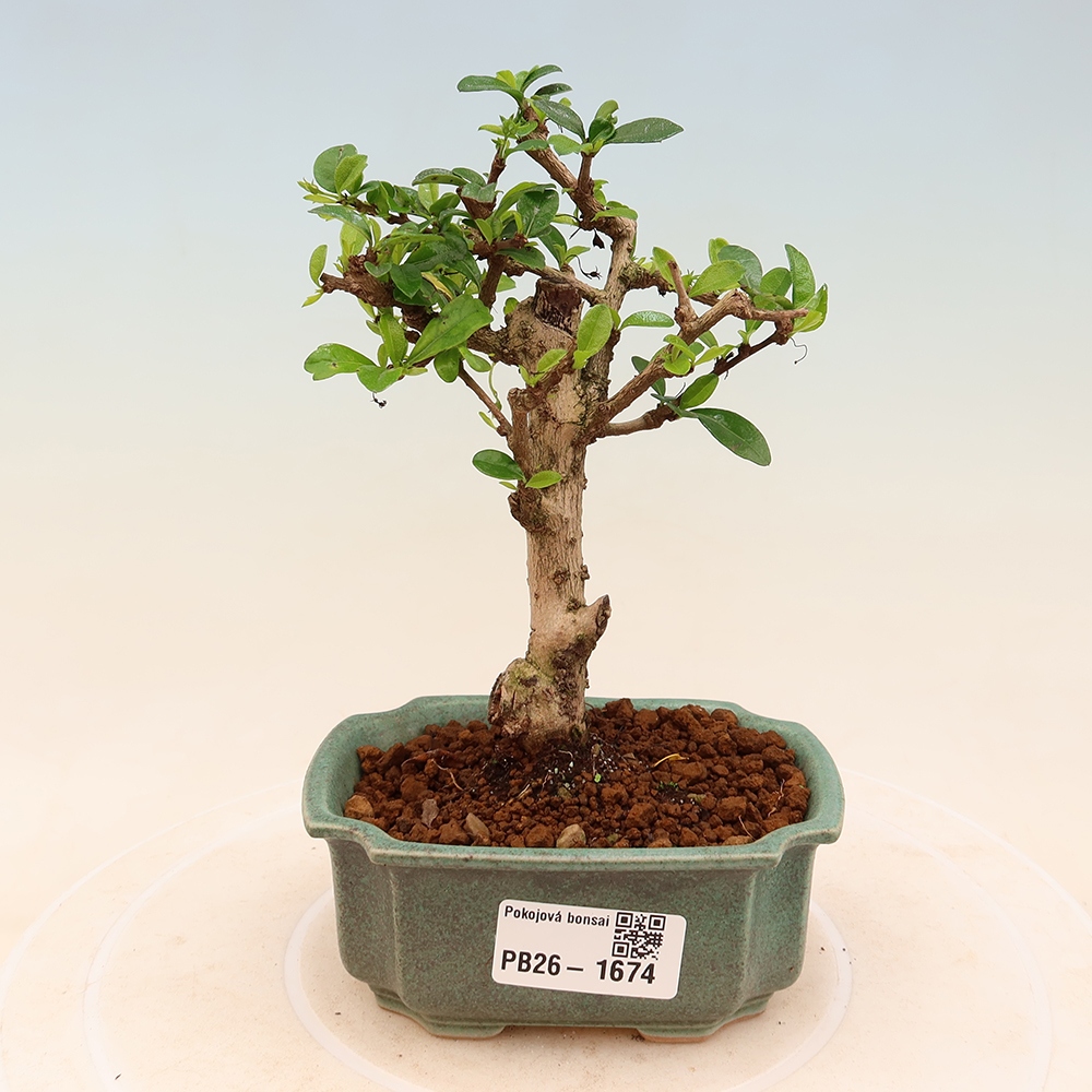 Pokojová bonsai - Carmona macrophylla - Čaj fuki