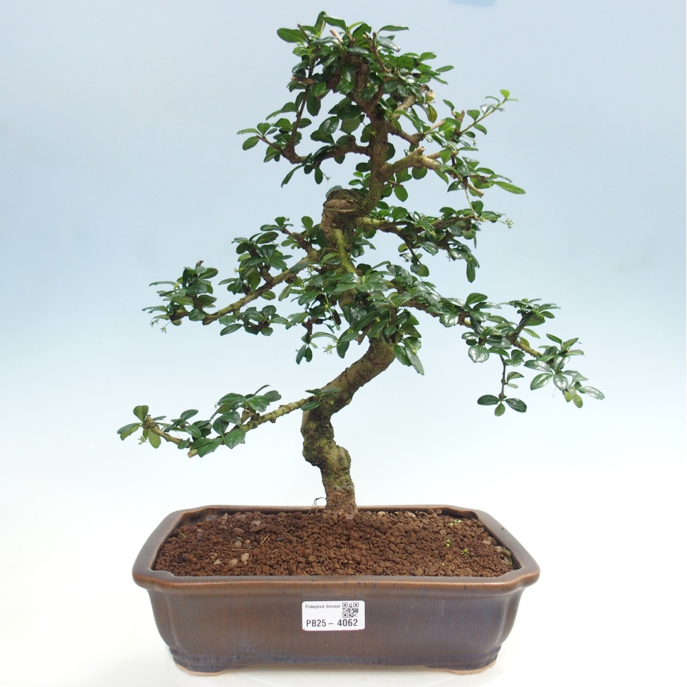 Pokojová bonsai - Carmona macrophylla - Čaj fuki