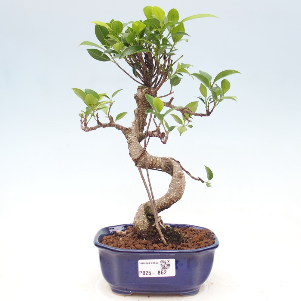 Pokojová bonsai - Ficus retusa -  malolistý fíkus