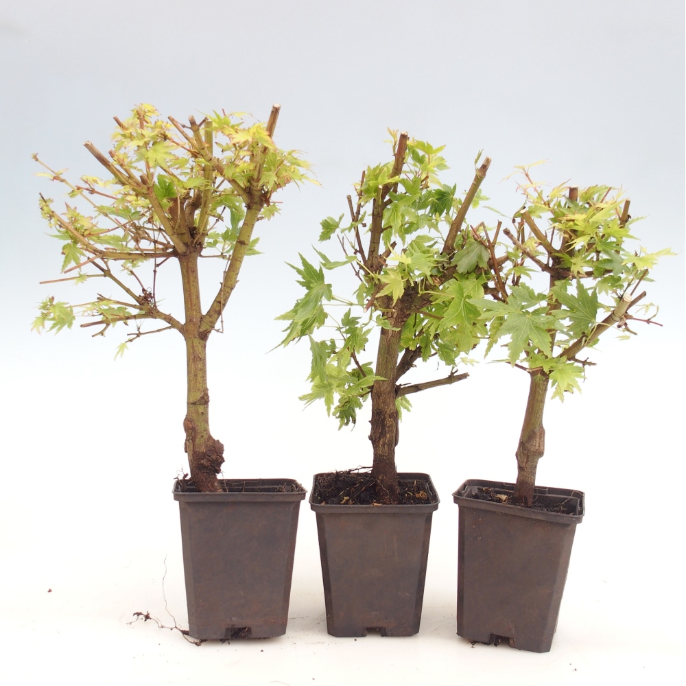 Venkovní bonsai -Javor dlanitolistý - Acer palmatum Dr Tilt v kontejneru