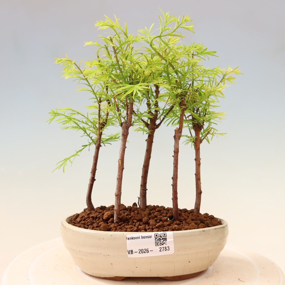 Venkovní bonsai - Metasequoia glyptostroboides - Metasekvoje čínská - lesík