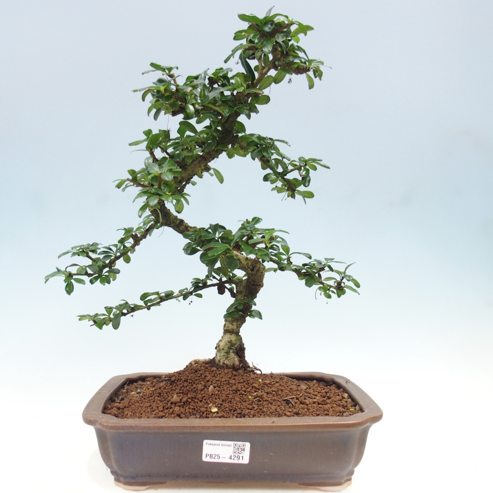 Pokojová bonsai - Carmona macrophylla - Čaj fuki