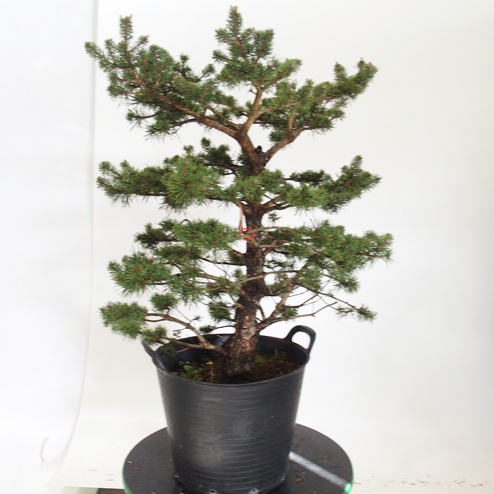 Yamadori - Pinus sylvestris Španělsko