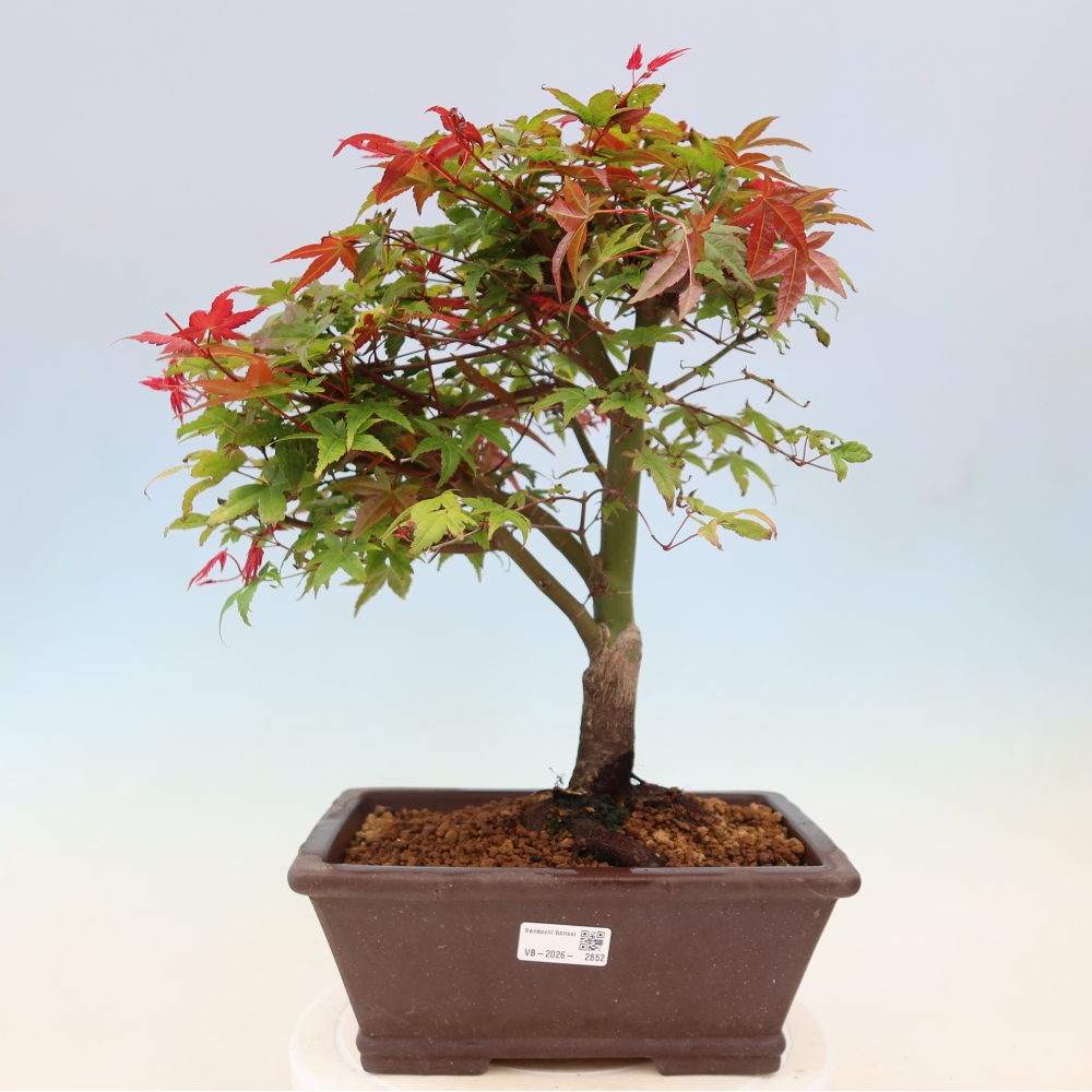 Javor dlanitolistý - Acer palmatum Beni Tsukasa
