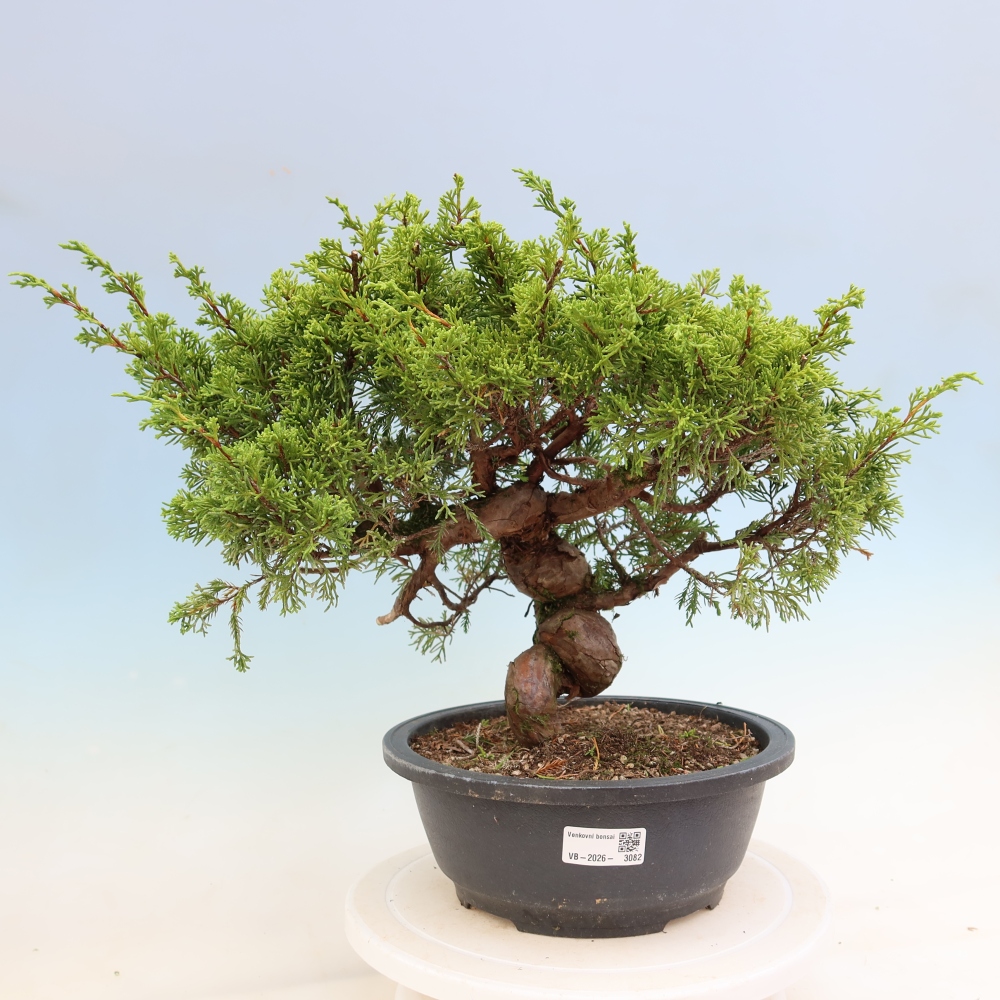 Venkovní bonsai - Juniperus chinensis Itoigawa-Jalovec čínský