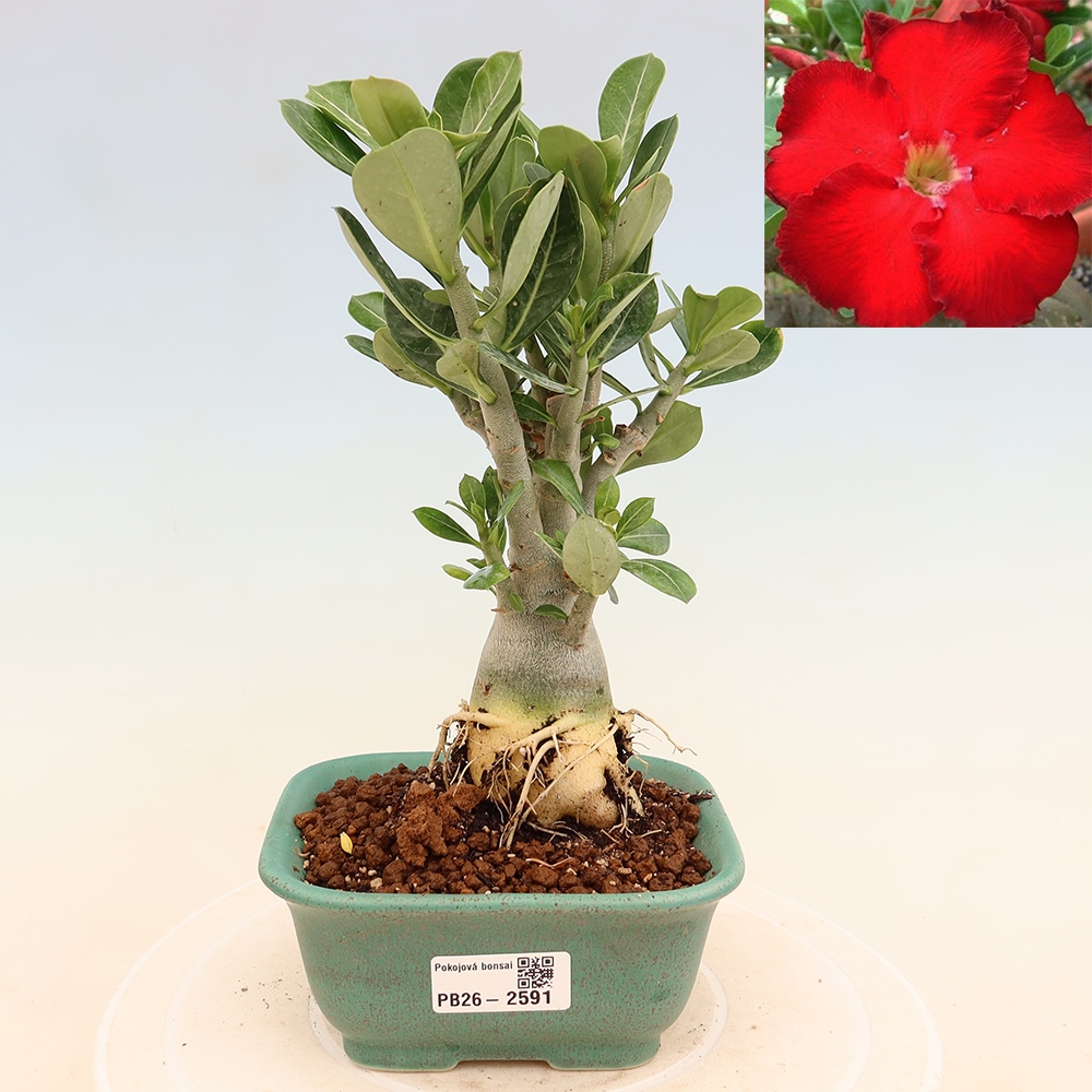 Pokojová bonsai - Adenium obesum Red Star - Pouštní růže