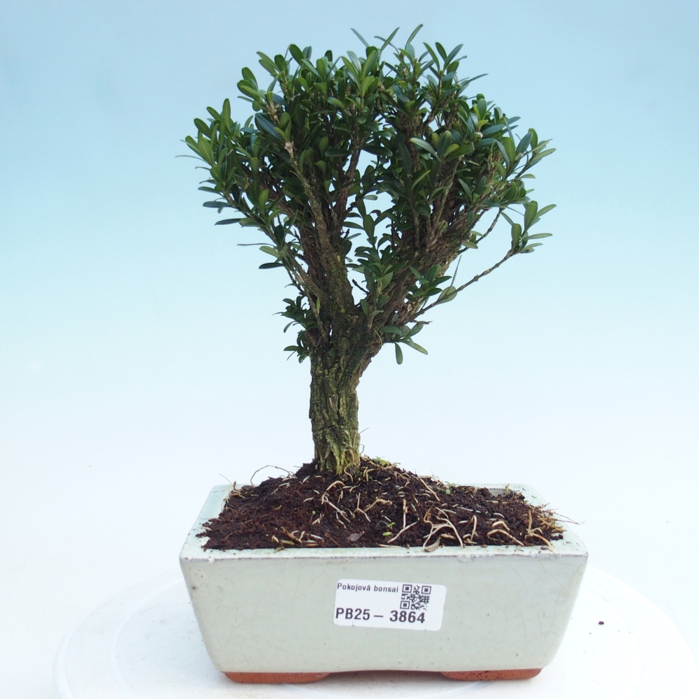 Pokojová bonsai - Buxus harlandii -korkový buxus