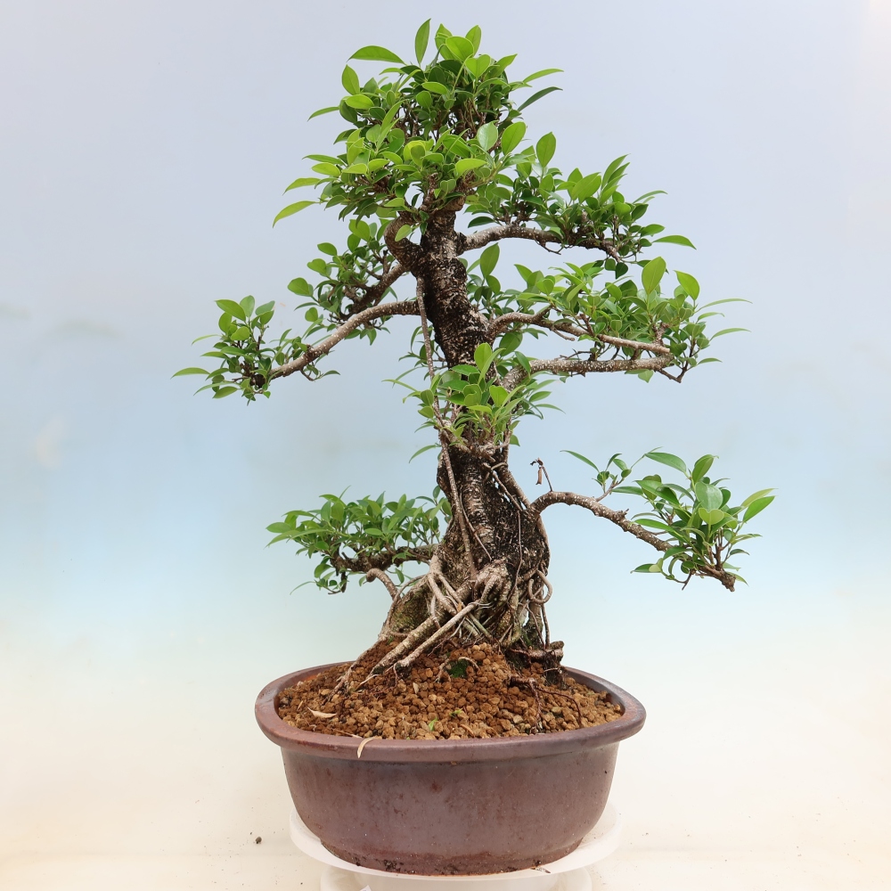 Pokojová bonsai - Ficus kimmen -  malolistý fíkus