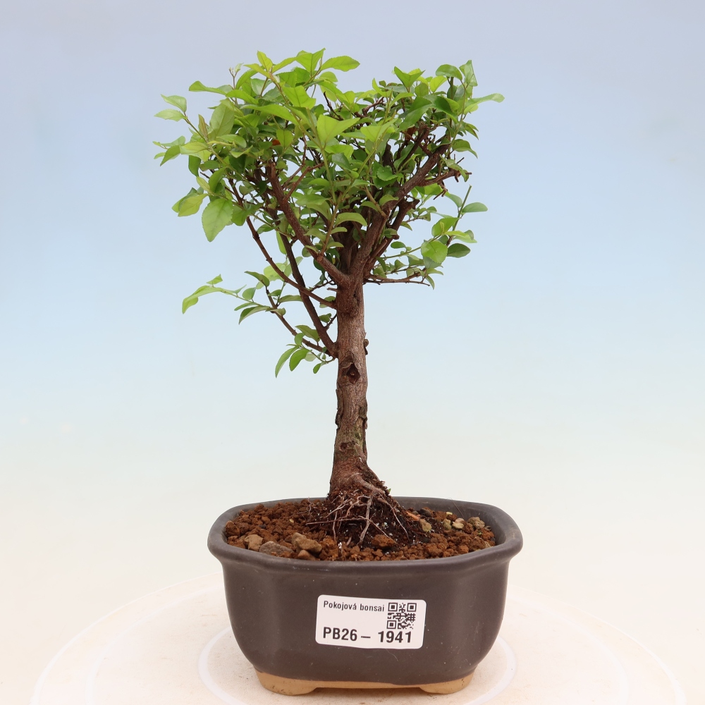 Pokojová bonsai - Sagerécie thea - Sagerécie thea