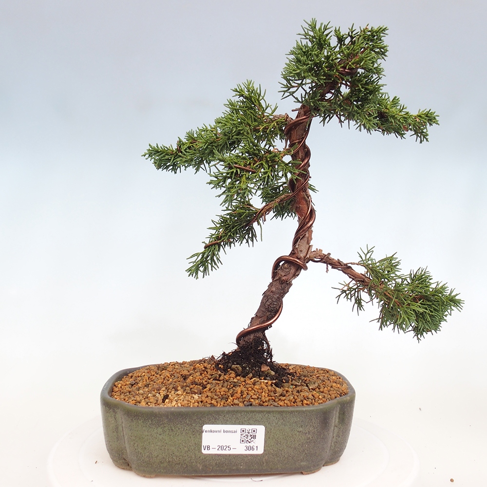 Venkovní bonsai - Juniperus chinensis Kishu -Jalovec čínský
