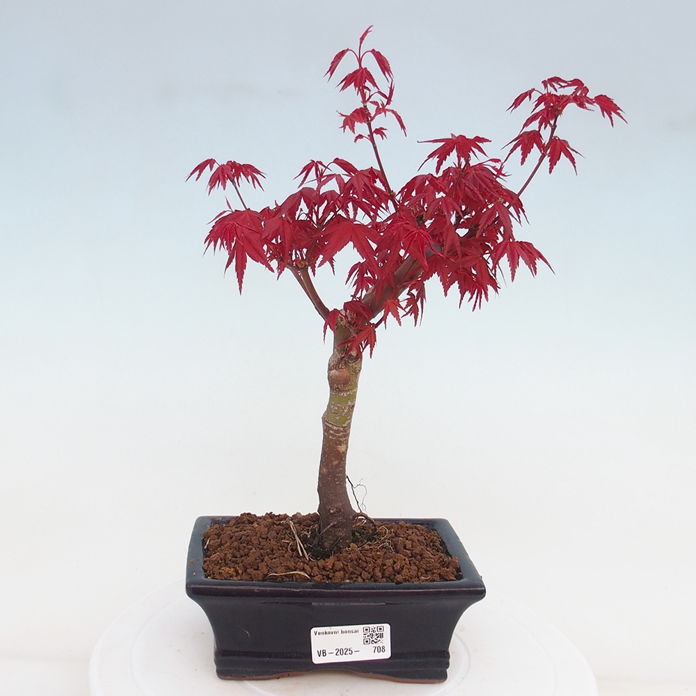 Venkovní bonsai - Javor dlanitolistý - Acer palmatum DESHOJO