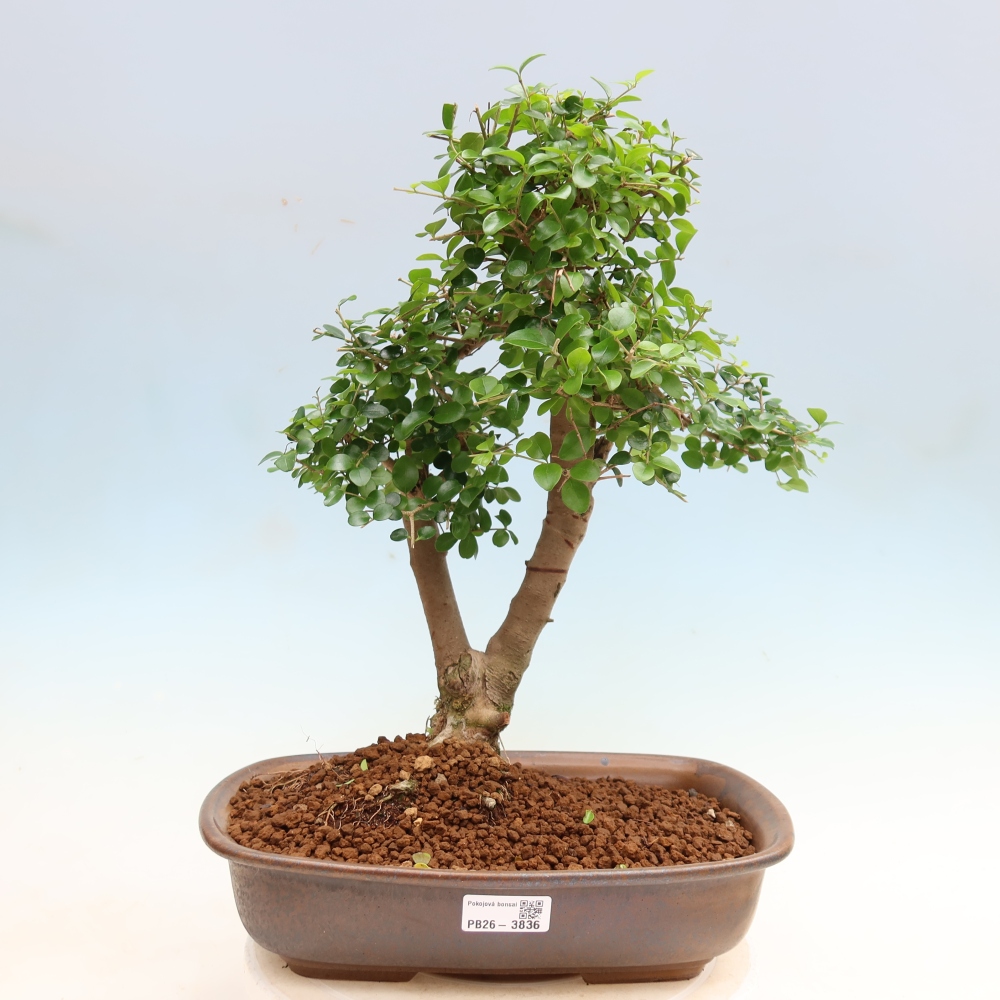 Pokojová bonsai -Ligustrum retusa - malolistý ptačí zob