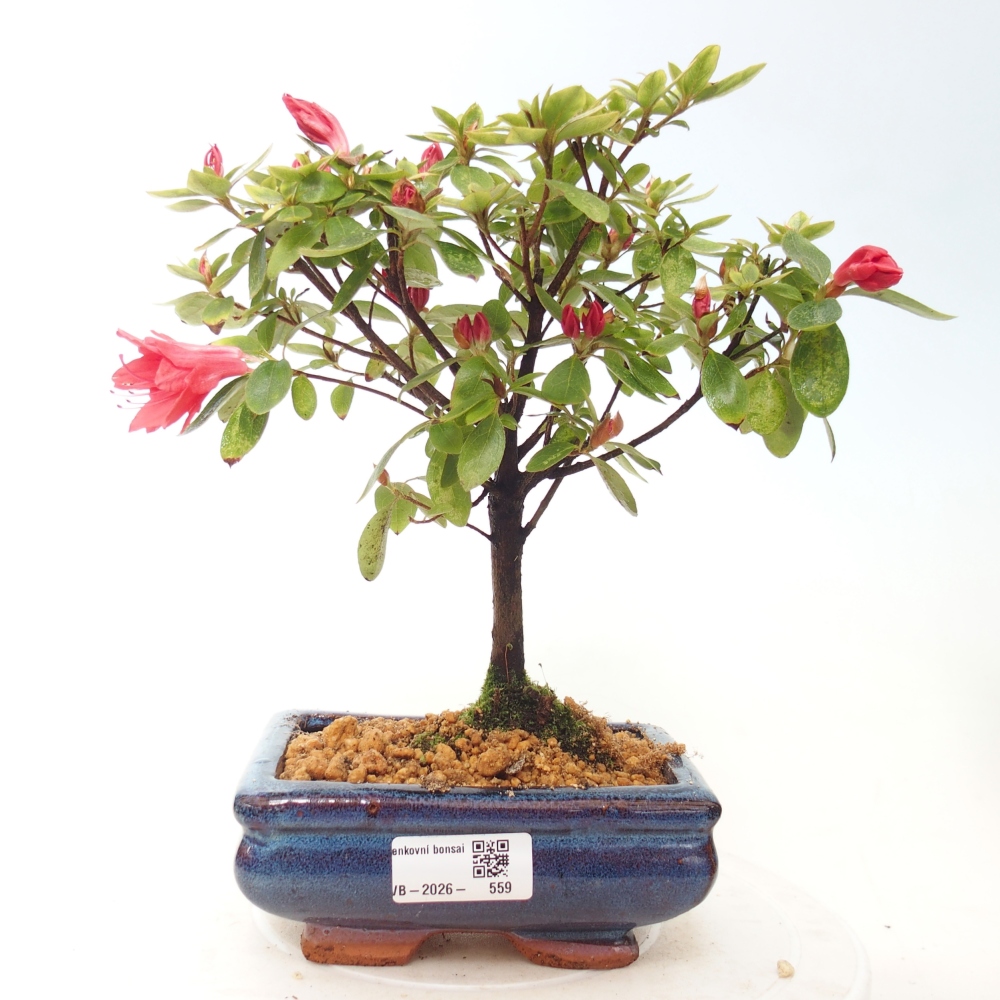 Venkovní bonsai - Japonská azalka - Azalea sp.