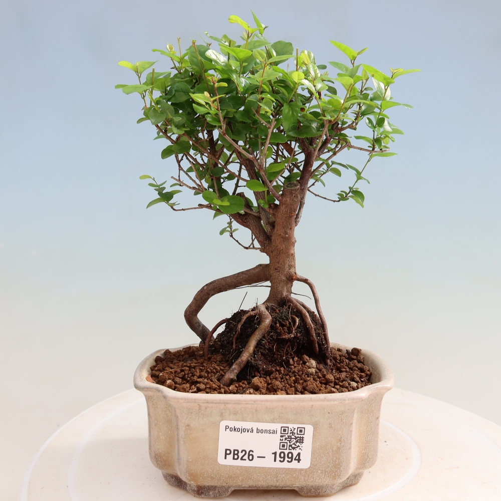 Pokojová bonsai - Sagerécie thea - Sagerécie thea