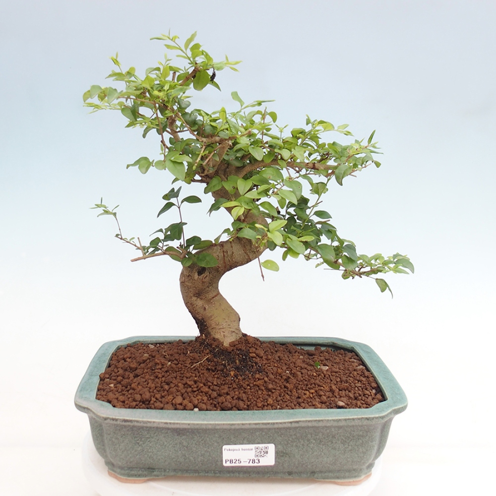 Pokojová bonsai -Ligustrum chinensis - Ptačí zob
