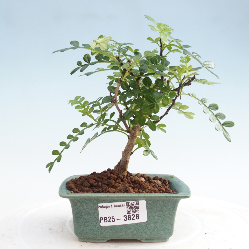 Pokojová bonsai - Zantoxylum piperitum - Pepřovník PB220935