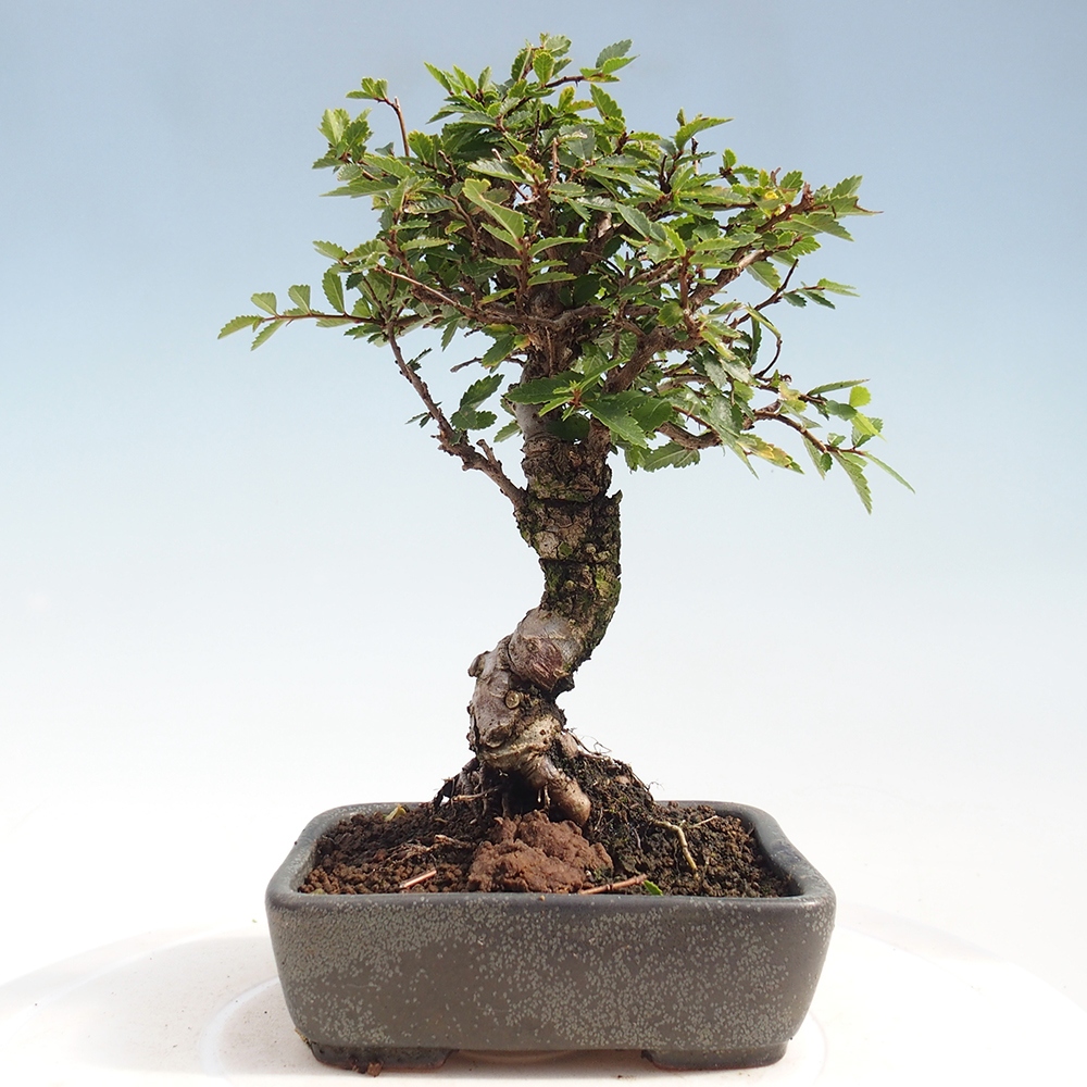 Venkovní bonsai - Zelkova - Zelkova NIRE