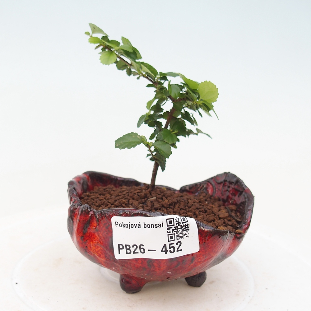 Pokojová bonsai - Grewia sp. - Grewie malolistá