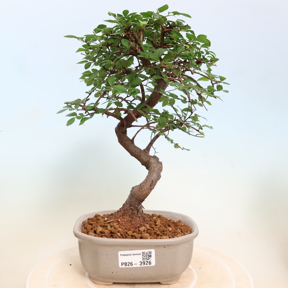 Pokojová bonsai - Ulmus parvifolia - Malolistý jilm