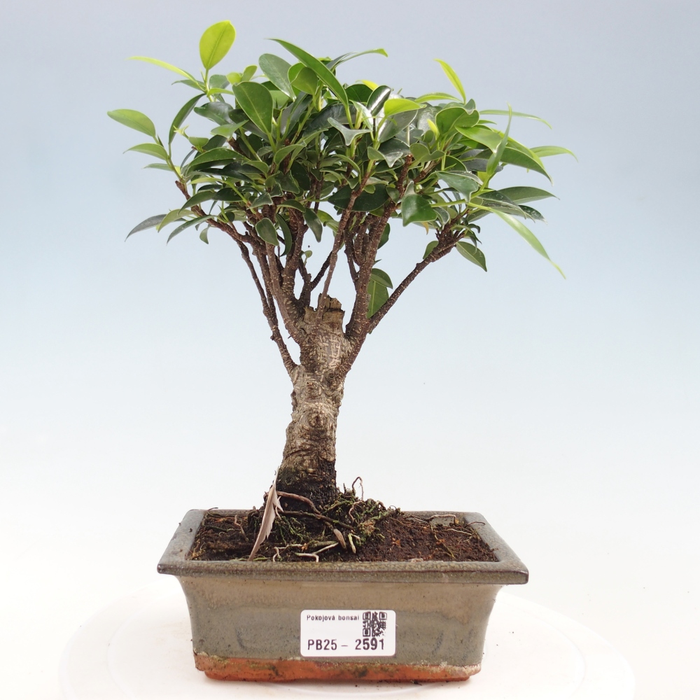 Pokojová bonsai - Ficus retusa -  malolistý fíkus