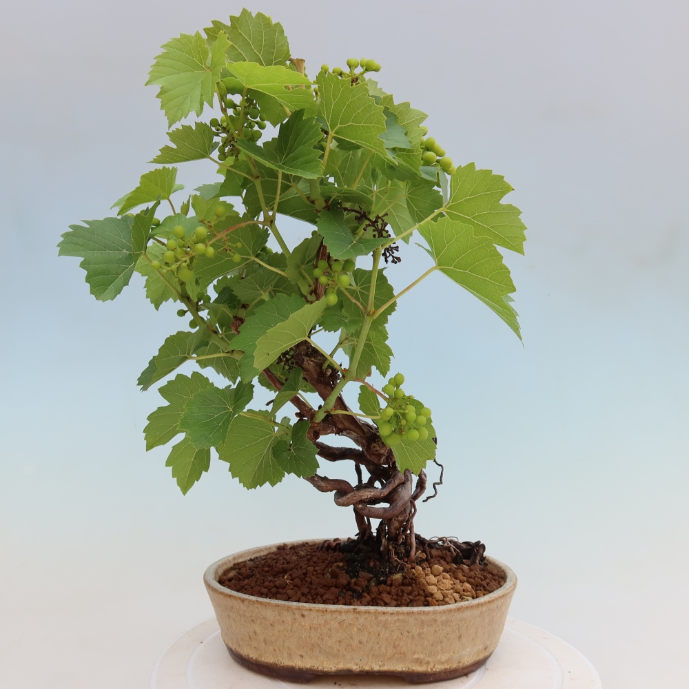 Venkovní bonsai - Réva vinná - Vitis vinifera 