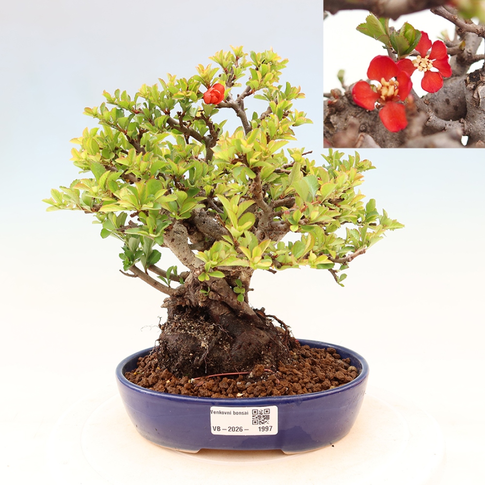 Venkovní  bonsai -  Chaneomeles speciosa Chojubai - Kdoulovec ozdobný