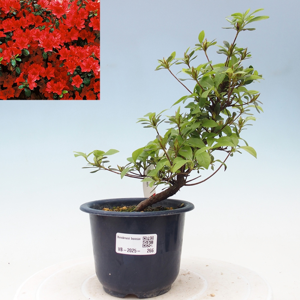 Venkovní bonsai - Japonská azalka - Azalea Benibeni