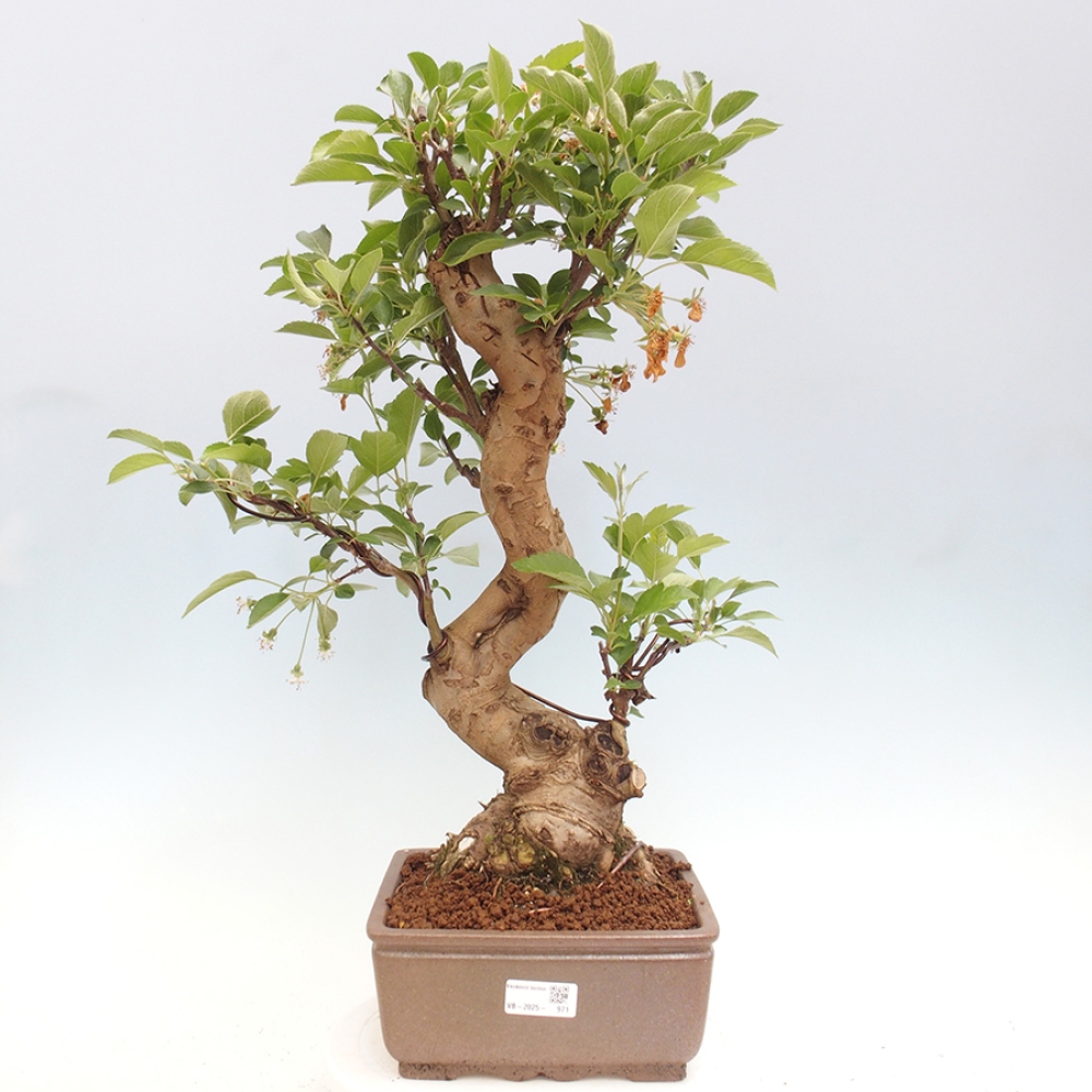 Venkovní bonsai -Malus halliana - Maloplodá jabloň
