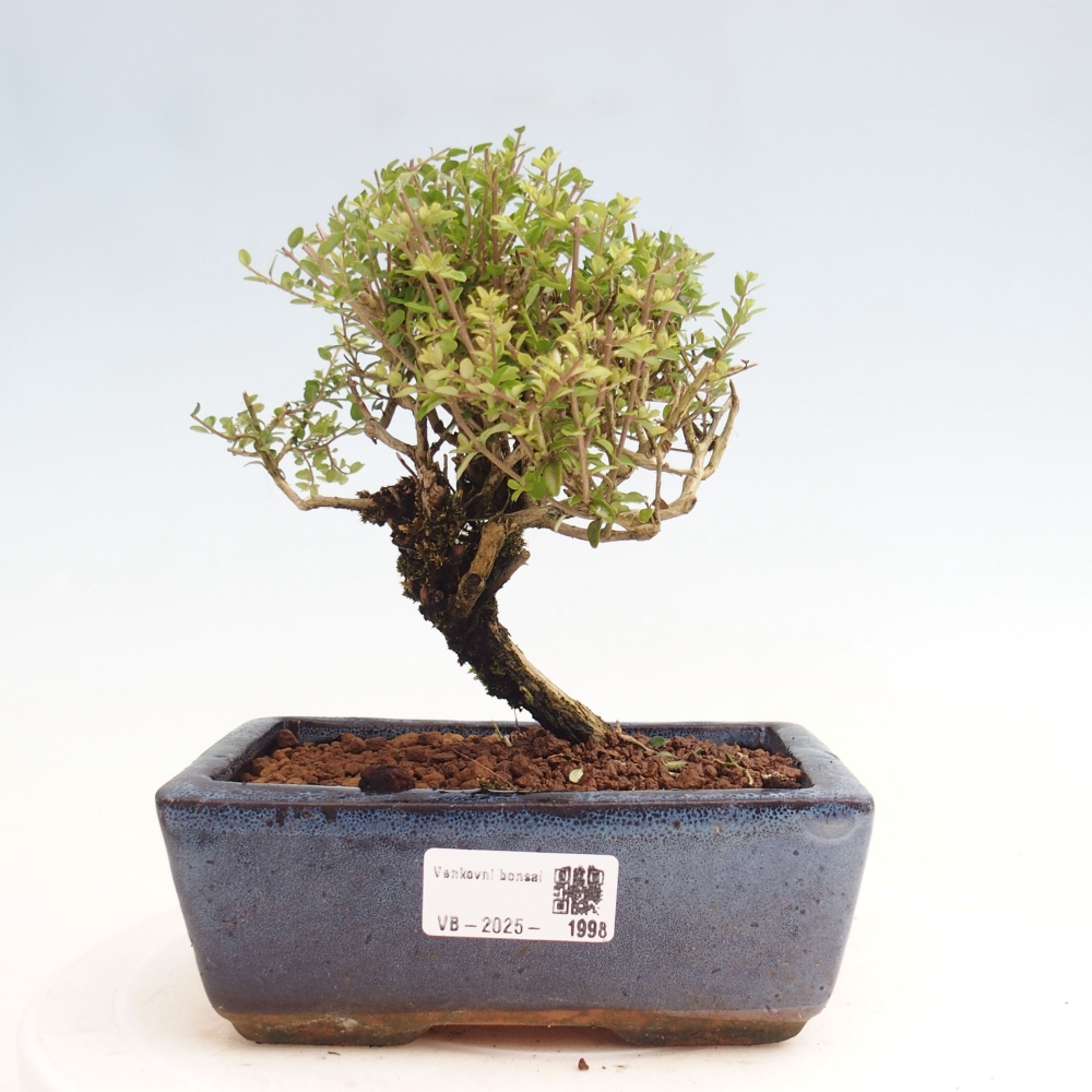 Venkovní bonsai-Lonicera nitida Twiggy -Zimolez