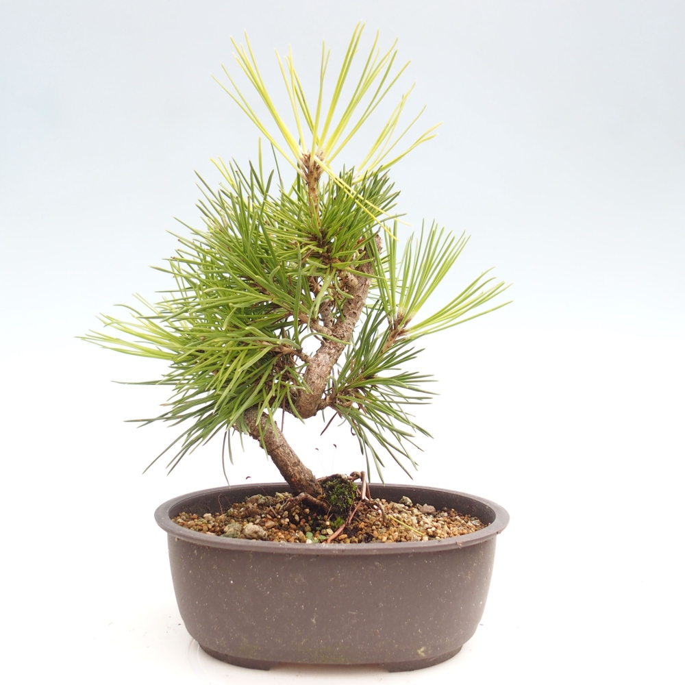 Venkovní bonsai - Pinus thunbergii - Borovice thunbergova