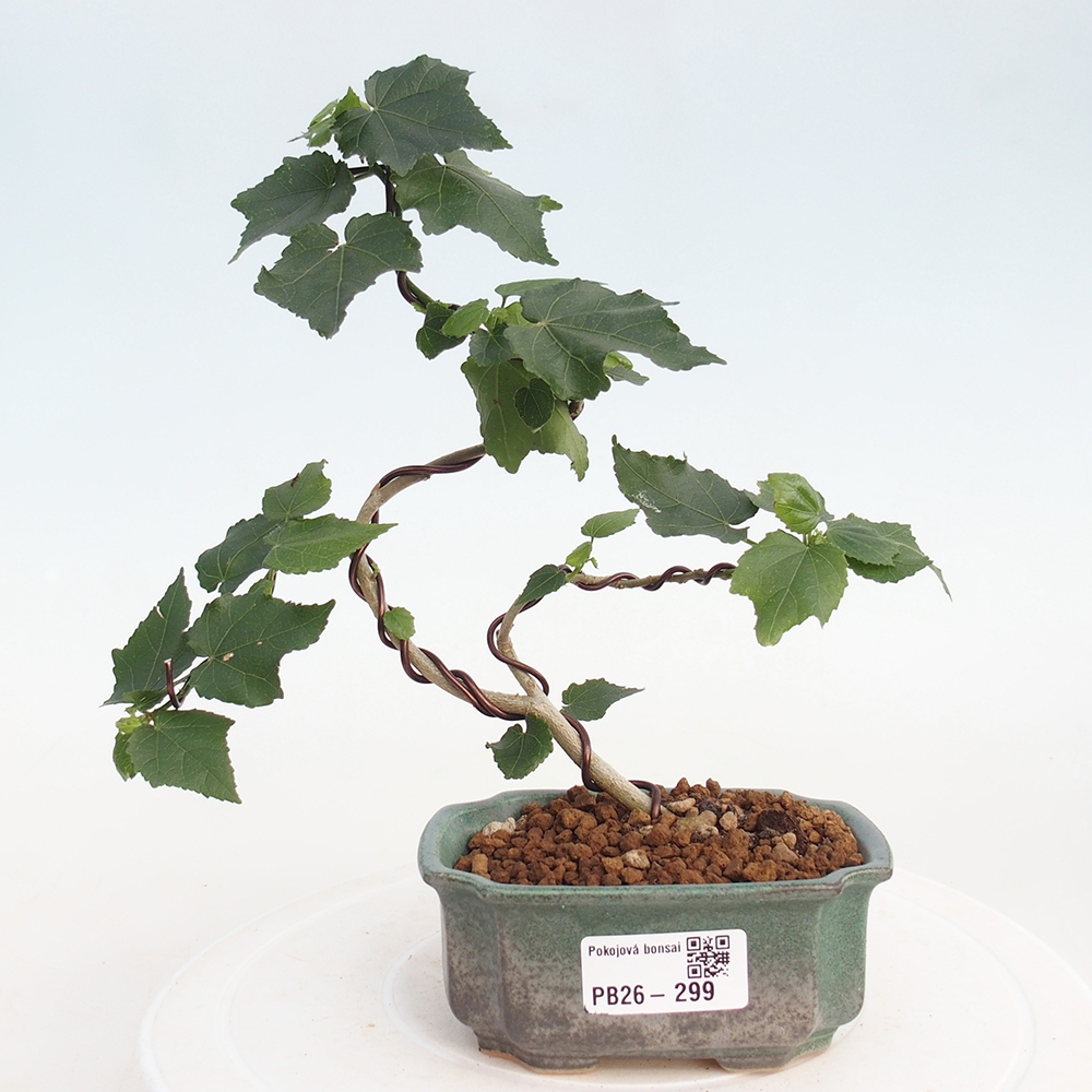 Pokojová bonsai - Malvaviscus arboreus - ibiškovec dřevnatý