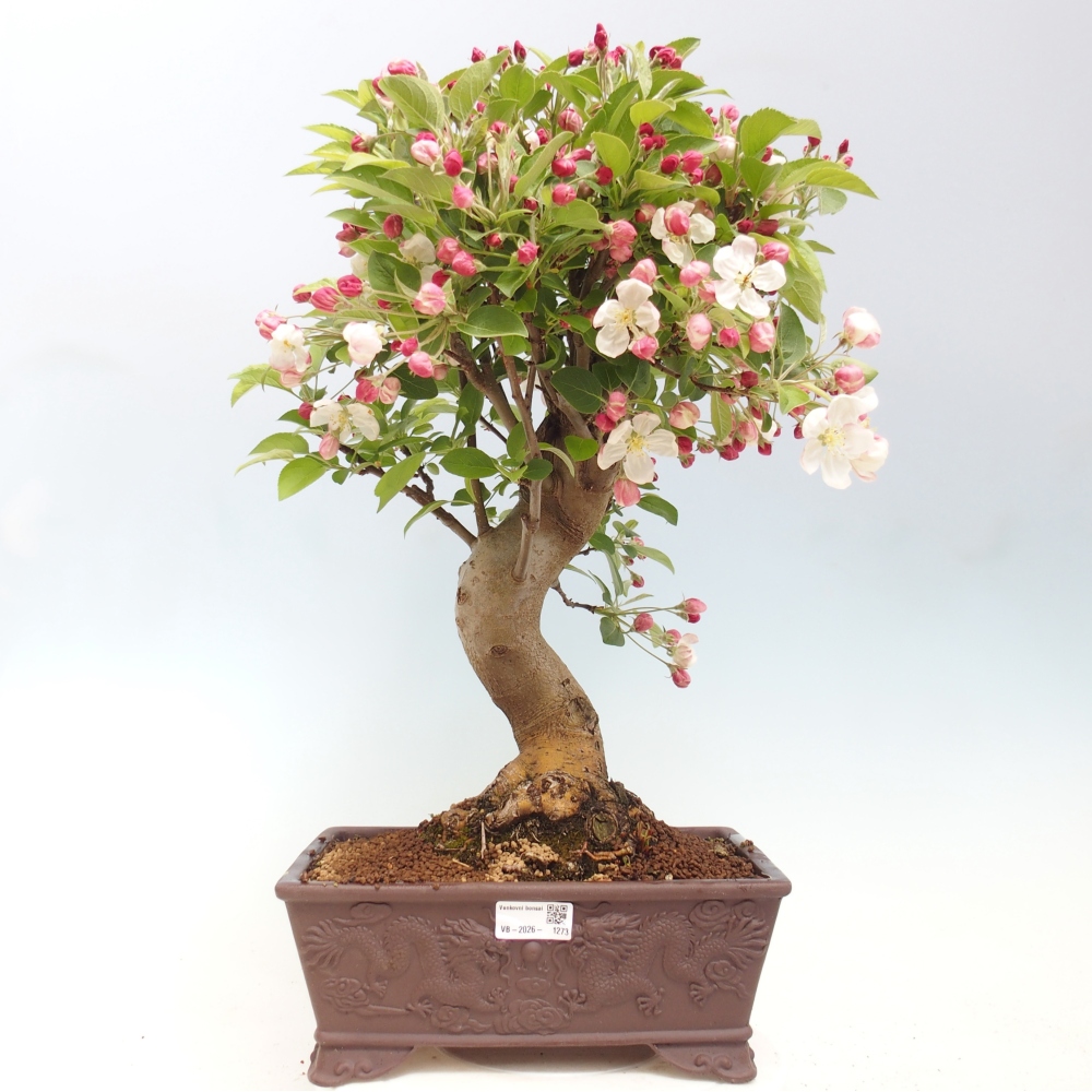 Venkovní bonsai -Malus halliana - Maloplodá jabloň