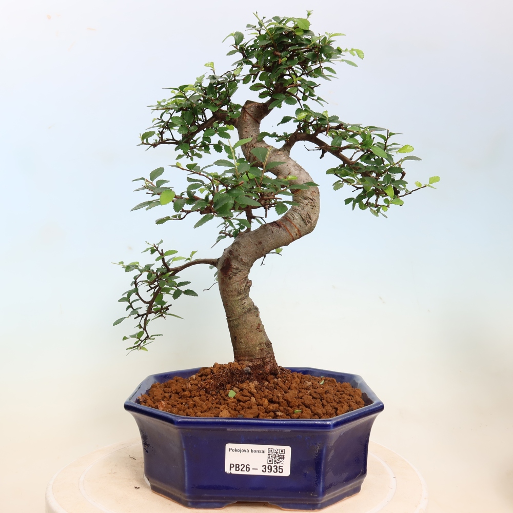 Pokojová bonsai - Ulmus parvifolia - Malolistý jilm