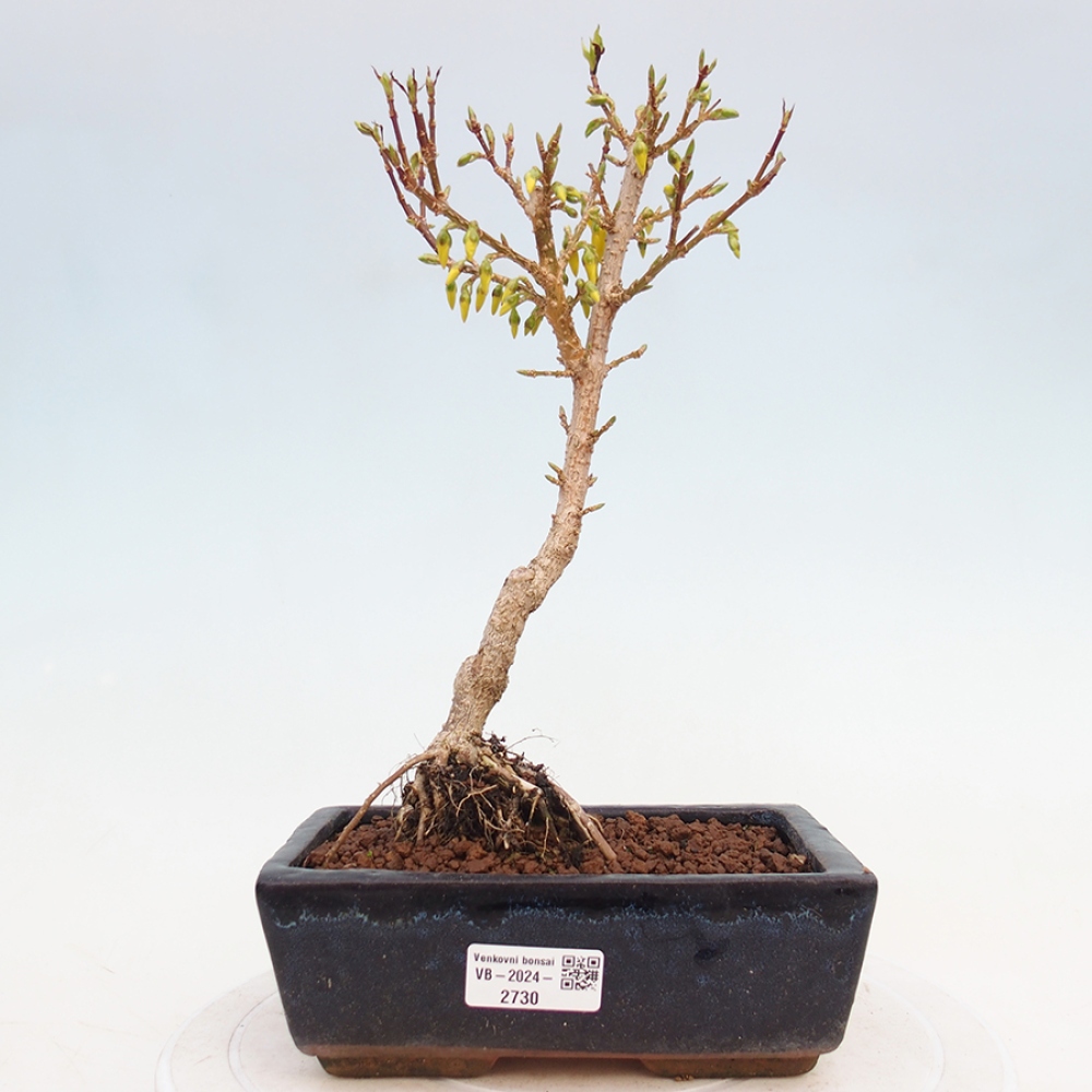 Venkovní bonsai - Zlatice - Forsythia intermedia 