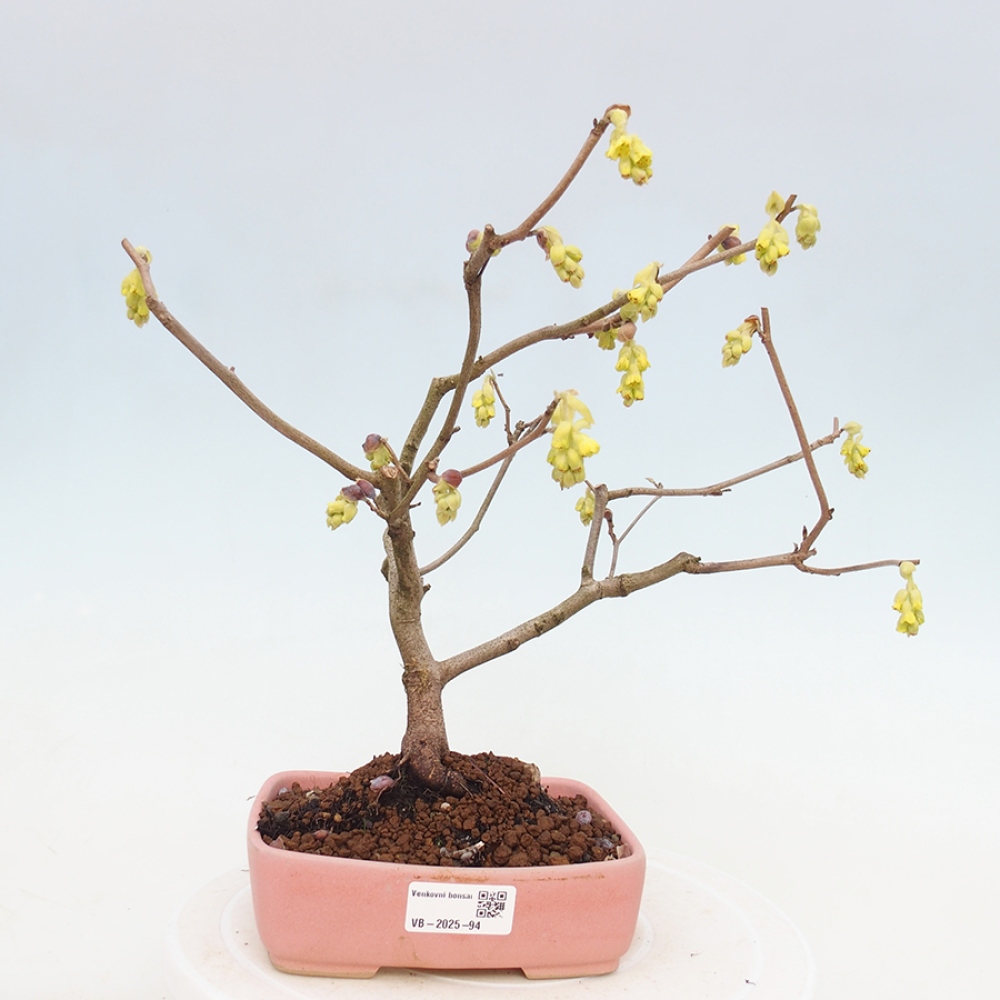 Venkovní bonsai - Lískoveček - Corylopsis Spicata