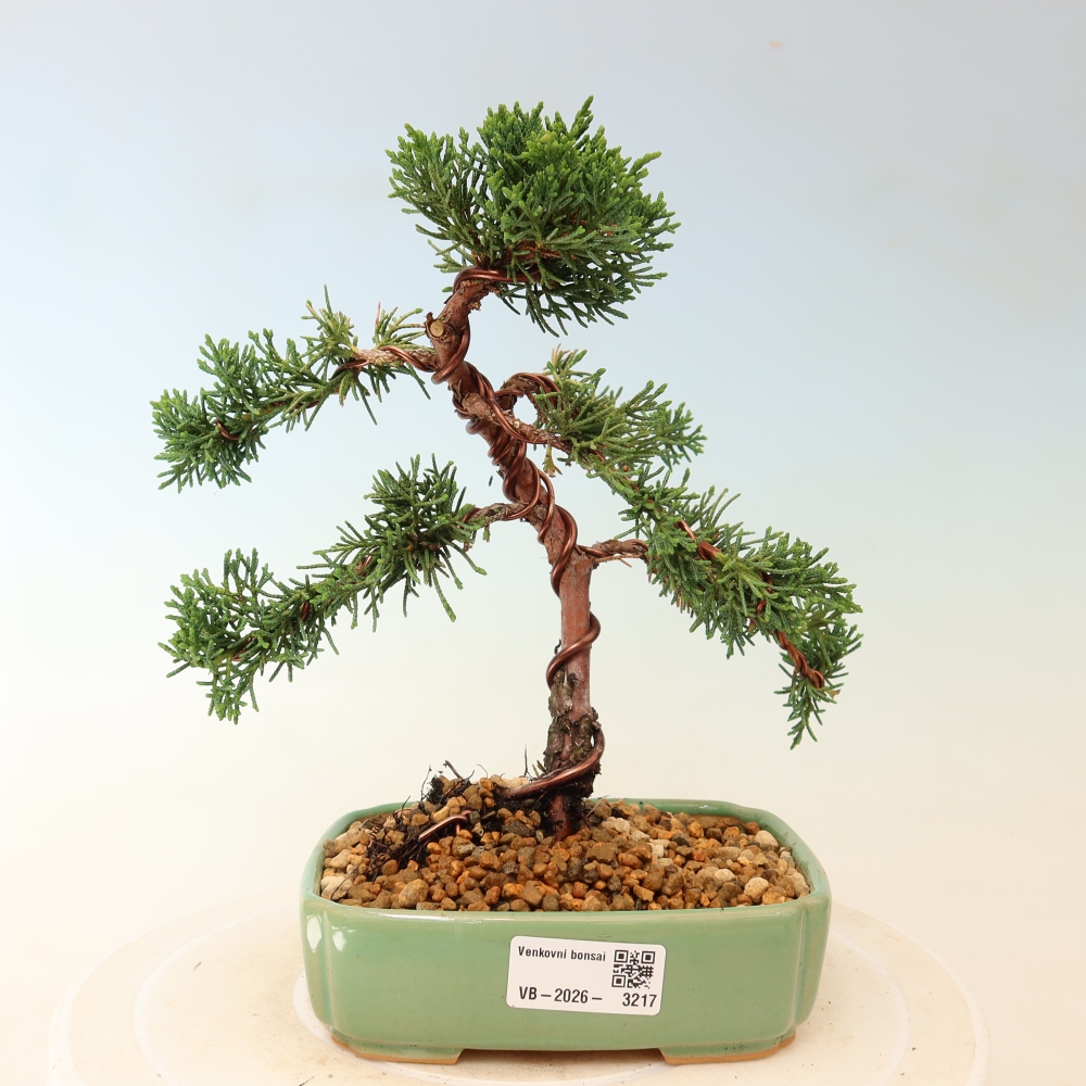 Venkovní bonsai - Juniperus chinensis Kishu -Jalovec čínský