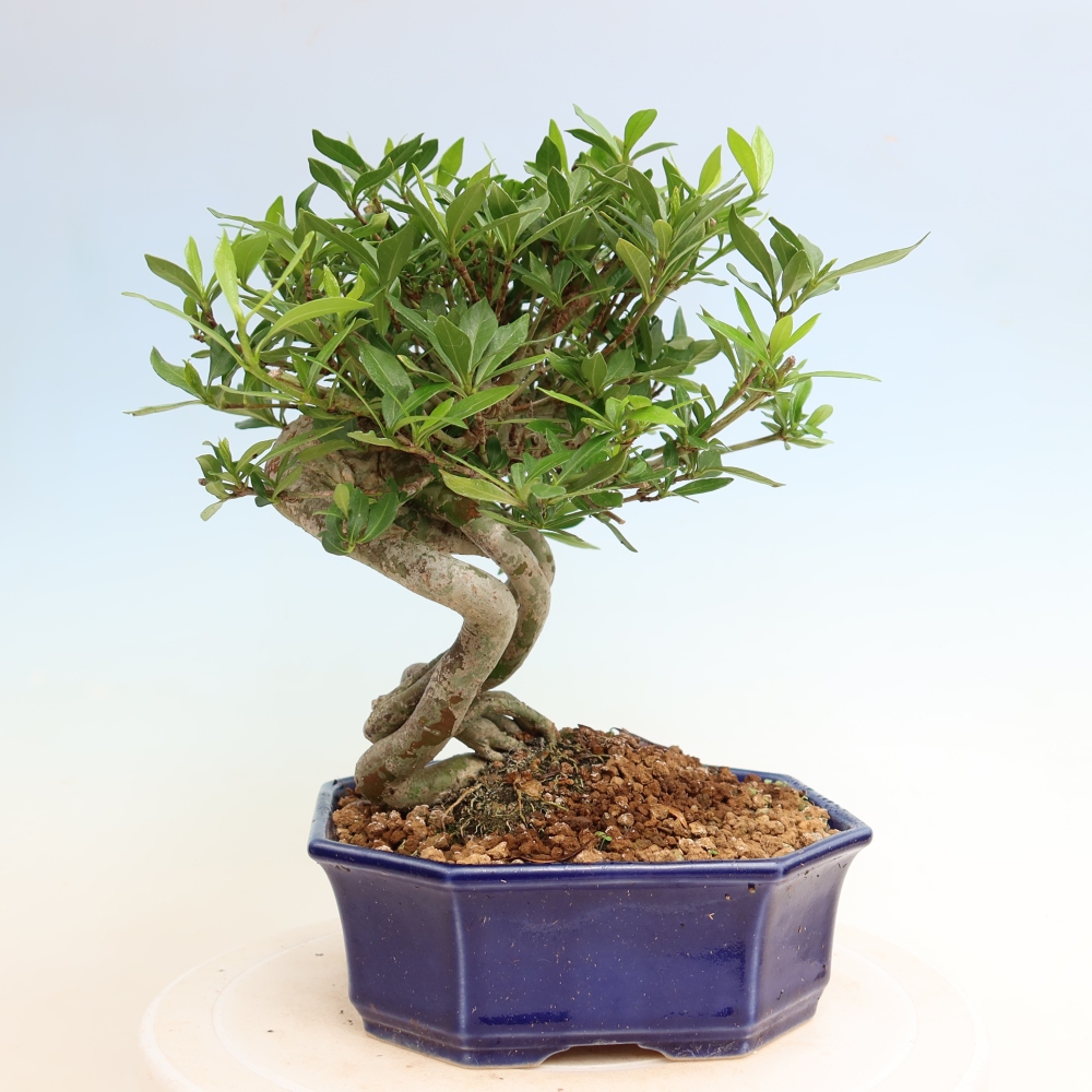 Pokojová bonsai - Gardenia jasminoides-Gardenie