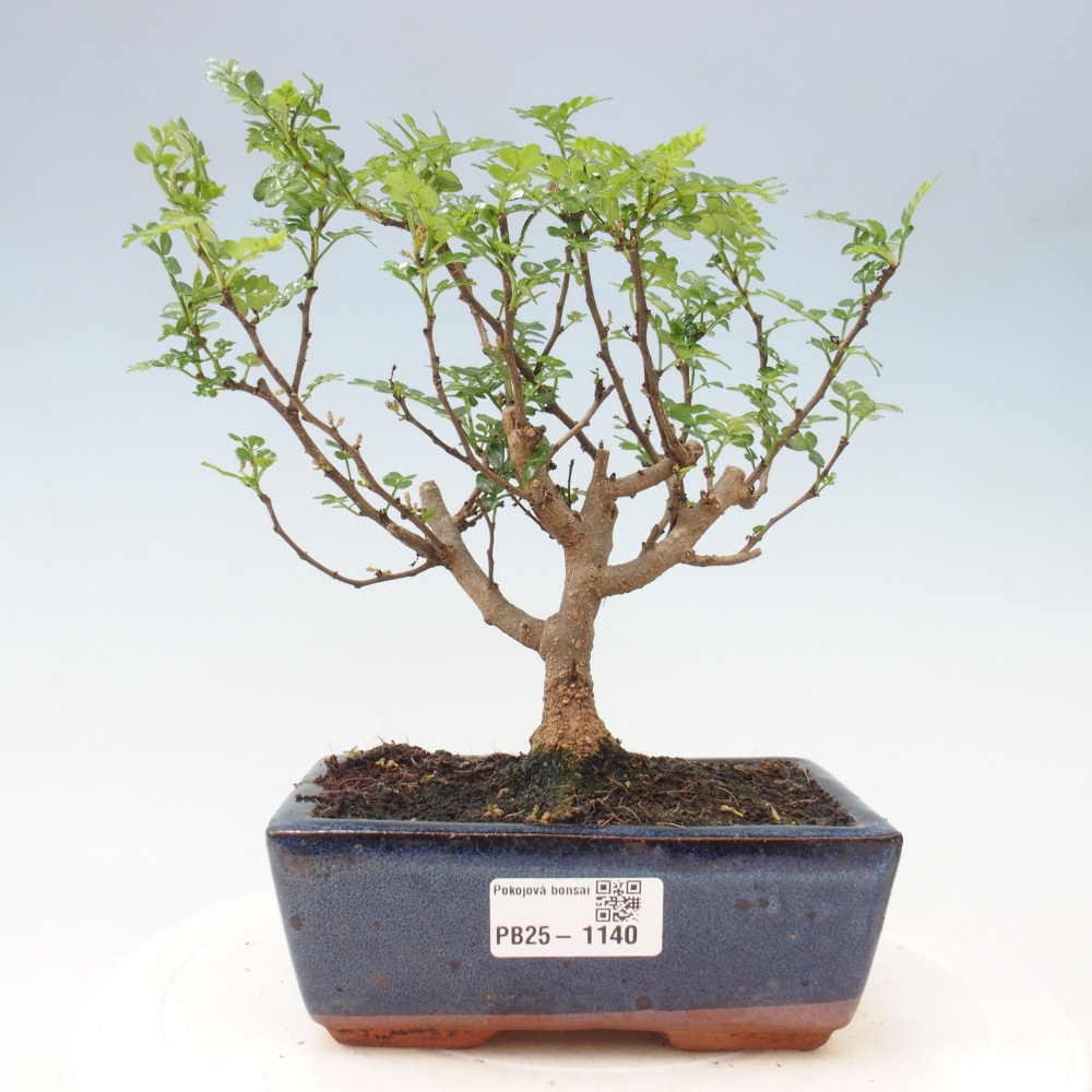 Pokojová bonsai - Zantoxylum piperitum - pepřovník
