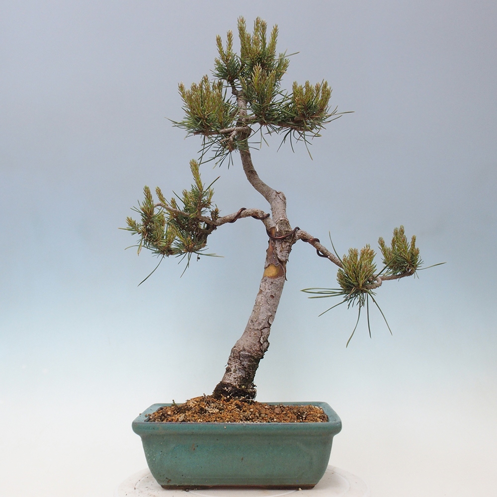 Venkovní bonsai - Pinus Sylvestris Watererri - Borovice lesní