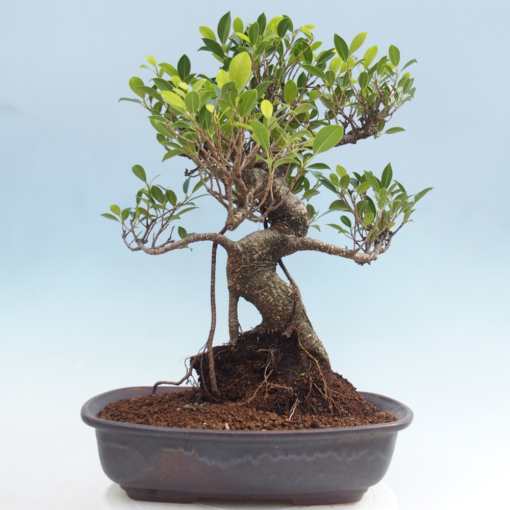 Pokojová bonsai - Ficus kimmen -  malolistý fíkus