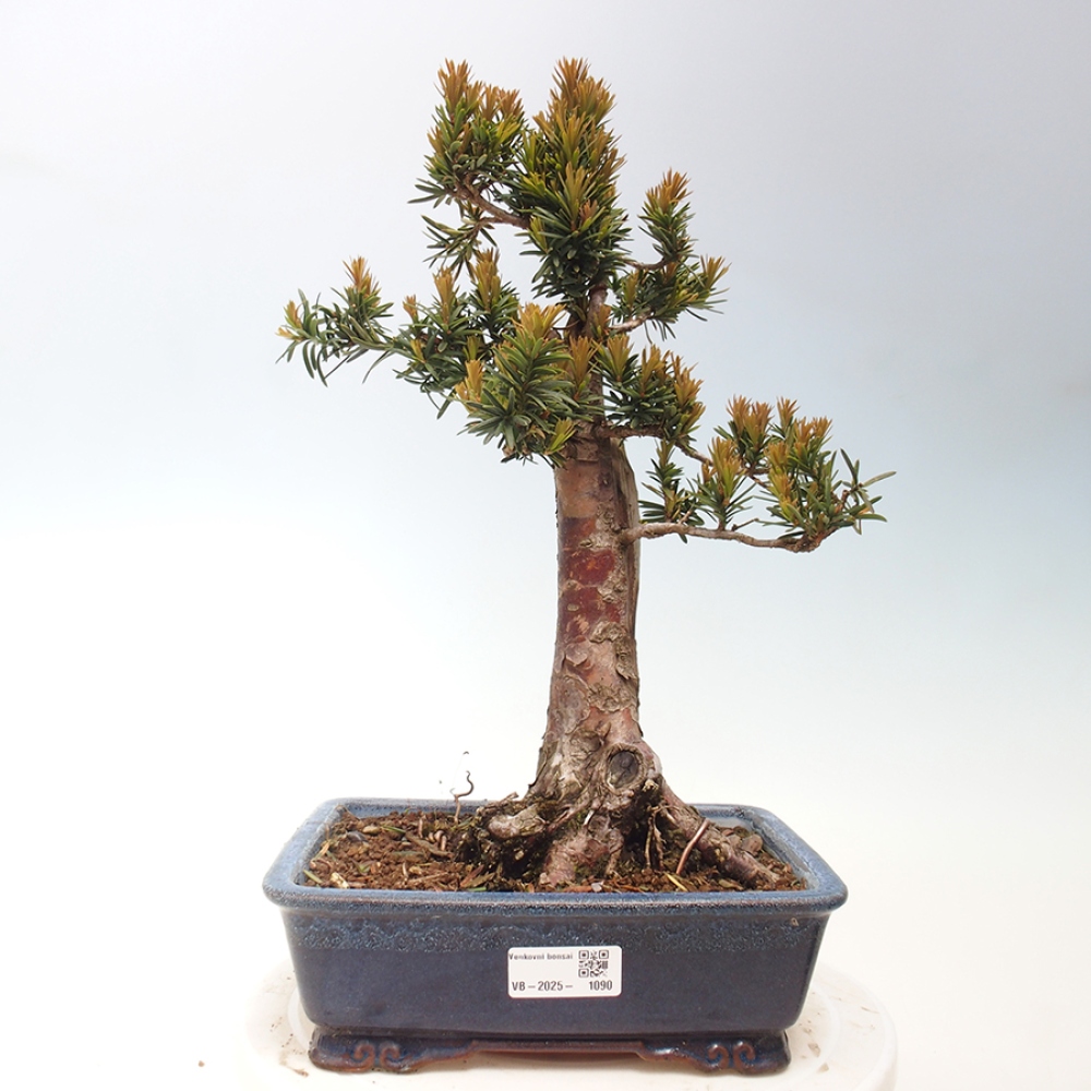 Venkovní bonsai - Taxus cuspidata  - Tis japonský