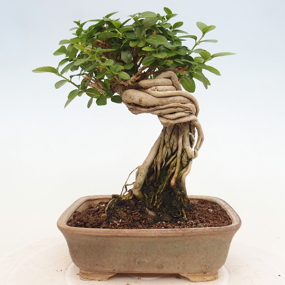 Pokojová bonsai - Premna serratifolia  - Kozlovoň malolistá