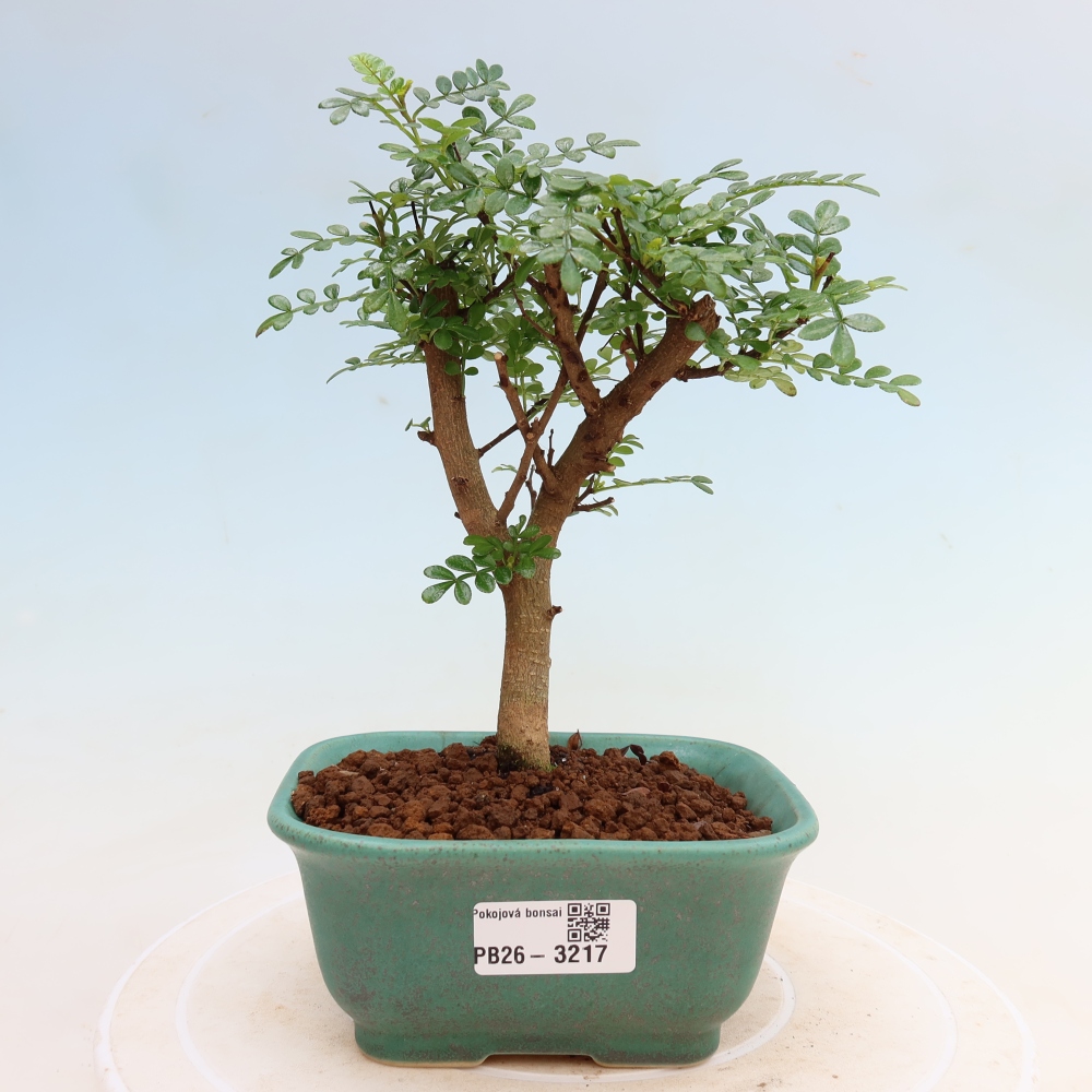 Pokojová bonsai - Zantoxylum piperitum - Pepřovník