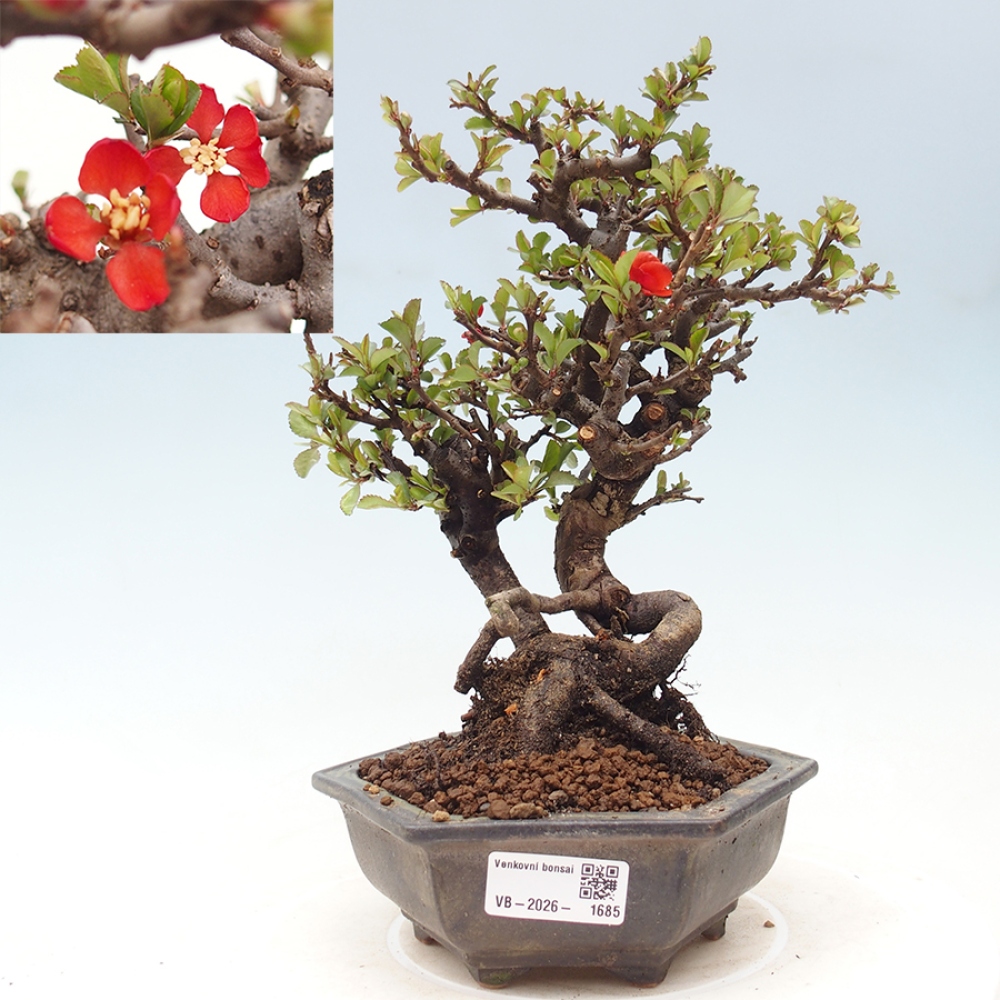 Venkovní  bonsai -  Chaneomeles speciosa - Kdoulovec ozdobný