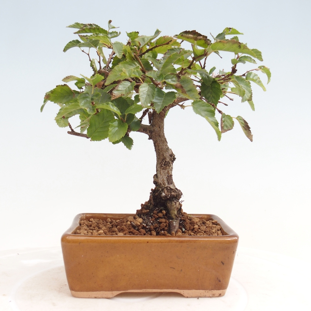 Venkovní bonsai -Carpinus CARPINOIDES - Habr korejský