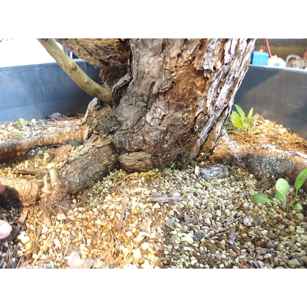 Yamadori - Pinus sylvestris - Borovice lesní - Španělsko