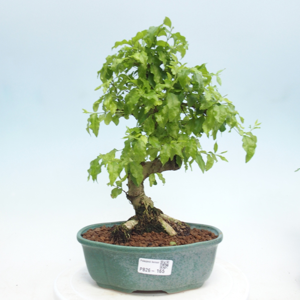 Pokojová bonsai -Ligustrum retusa - malolistý ptačí zob