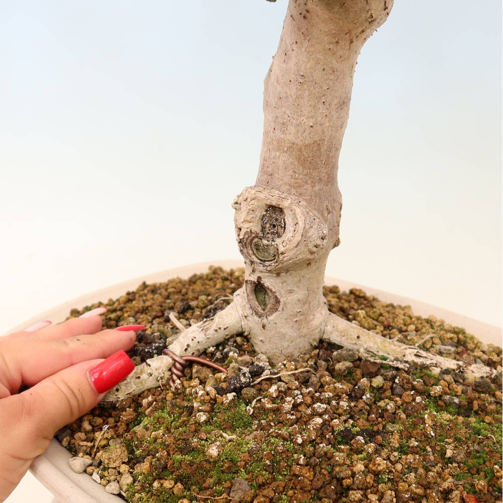Pokojová bonsai - Hibiscus tiliaceus - Ibišek lípovitý, morský